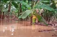 "No creo que haya chifles este ao", alerta productor de pltanos en Tumbes tras daos por intensas lluvias