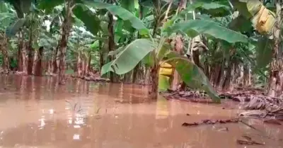 Productores de pltanos afectados por lluvias en Tumbes.
