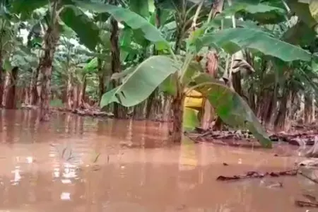 Productores de plátanos afectados por lluvias en Tumbes.