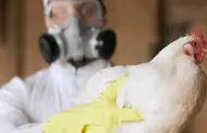 OMS report la primera muerte por gripe aviar H3N8 en el mundo