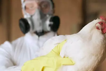 Mujer muere por gripe aviar.