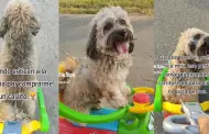 "Los carritos son para nios, no para perros": Mujer es criticada por pasear a su mascota