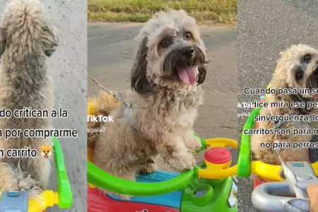 Mujer es criticada por sacar a pasear a su mascota en un carrito de juguete.