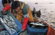 La pesca cambiar! Las especies que disminuirn en el mar peruano por las intensas olas de calor en 2023