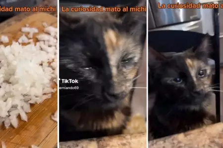 Gato es tendencia en TikTok por llorar cuando su duea cortaba cebolla