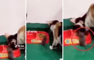 De no creer! Gato se apiada de ratn y lo invita a comer de su plato: "Se desconfigur el michi"