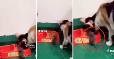 Gato se apiada de ratn y lo invita a comer de su plato