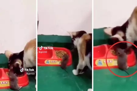 Gato se apiada de ratn y lo invita a comer de su plato