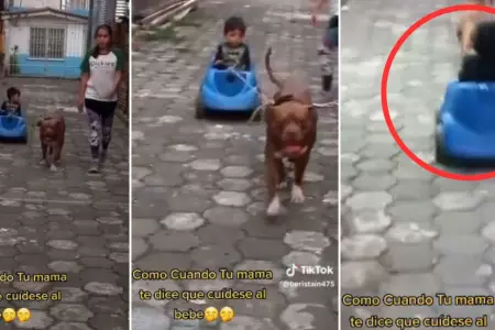 Niño en carrito de juguete es impulsado por su mascota