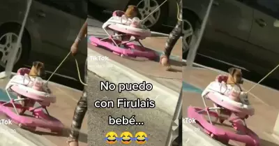 Mujer pasea a su mascota en andador para bebs y genera controversia.