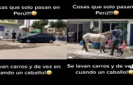 Mente de tiburn! Car wash sorprende a todos al baar caballos