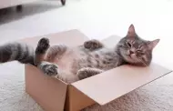 Por qu a los gatos les encantan las cajas de cartn?: Conoce 5 razones por las que las eligen siempre