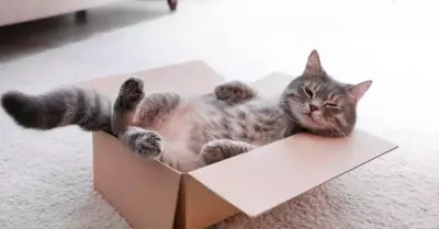Conoce 5 razones por las que a los gatos les gustan las cajas de cartn.