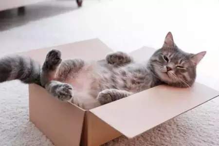 Conoce 5 razones por las que a los gatos les gustan las cajas de cartn.
