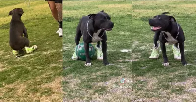 Perro usa zapatillas deportivas y causa sensacin en TikTok.