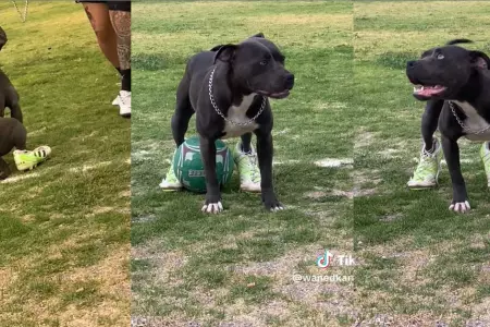 Perro usa zapatillas deportivas y causa sensacin en TikTok.