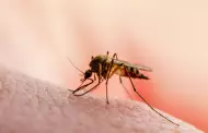 Estudio sobre el dengue determina que la saliva de mosquito puede debilitar nuestro sistema inmunitario