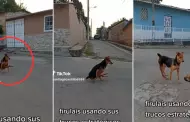 Perro aparenta discapacidad para amedrentar a otro canino: Nos enga a todos