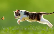 Tu gato est panzn?: Descubre qu es la bolsa primordial de nuestros mininos y para qu les es til