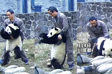 Un hroe! Hombre salva de morir a oso panda que se atragant con su comida con