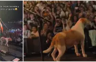 Perrito sube a escenario y se roba el show en concierto de Los Autnticos Decadentes: "El nuevo integrante"