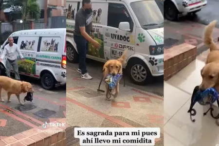 Perrito carga su lonchera al llegar de la guardera.