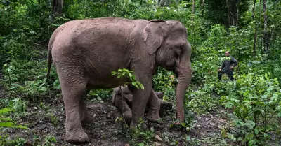 El elefante asitico perdi dos tercios de su hbitat en tres siglos