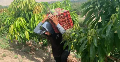 Campaa de exportacin de mango dej perdidas de hasta S100 mil soles