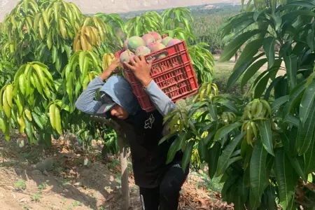 Campaa de exportacin de mango dej perdidas de hasta S100 mil soles