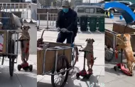"Siempre contigo": Perrito enternece las redes por manejar un scooter