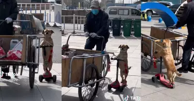 Perrito acompaa a su dueo con scooter y enternece a todos.