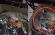 Enternecedor! Gata adopta a perrito tras quedar hurfano: "Madre de corazn"