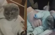 Impactante! Mujer disfraz de beb a su gato para transportar drogas