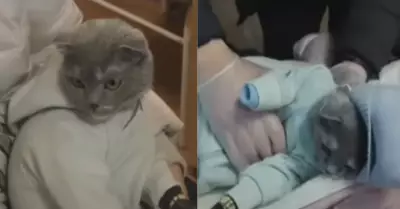 Mujer intentar transportar droga con gato disfrazado de beb