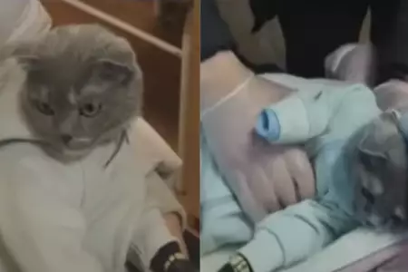 Mujer intentar transportar droga con gato disfrazado de bebé