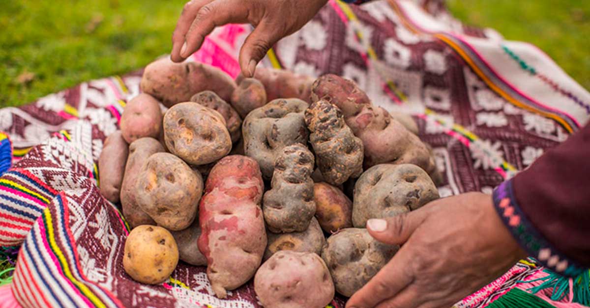 Día De La Papa ¿conoces Las Variedades Que Existen En El Perú 