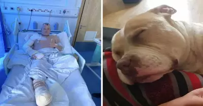 Perrito Shogun muere dando la vida por su dueo en un incendio.