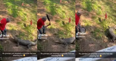 Un abuelito se enfrent a un cocodrilo con un sartn, en Florida.