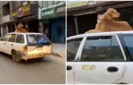 Indignante! Taxista es captado llevando a su perrito en el techo de su vehculo