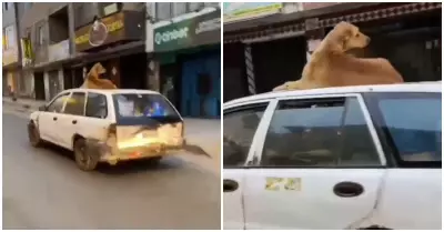 Perrito viaja en techo de vehculo