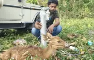 Hombre es alabado tras brindarle asistencia mdica a un ciervo: "Una verdadera bendicin"