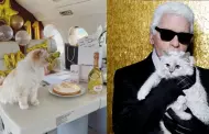 Choupette: Conoce a la gata mas rica el mundo, heredera de 200 millones de dólares que viaja en jet privado
