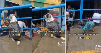 Perritos causan sensacin en las redes sociales por singulares trajes de inviern