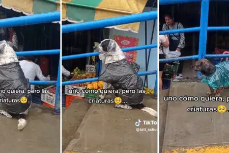 Perritos causan sensacin en las redes sociales por singulares trajes de inviern