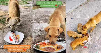 Joven elabora platos al estilo gourmet para alimentar a los perritos de la calle