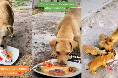 Joven elabora platos al estilo gourmet para alimentar a los perritos de la calle