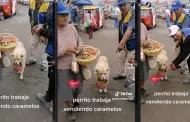 Perrita enternece las redes tras ayudar a su duea a vender caramelos en Carabayllo