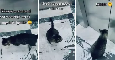 Internauta capta a gato que utiliza ascensor