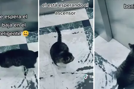 Internauta capta a gato que utiliza ascensor