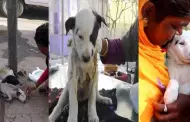 "Qu hermoso gesto": Jvenes ayudan a un cachorro herido en la calle